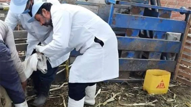 بيطري الشرقية يُحصن 514 ألفا و803 رأس ماشية للوقاية من مرض الحمى القلاعية