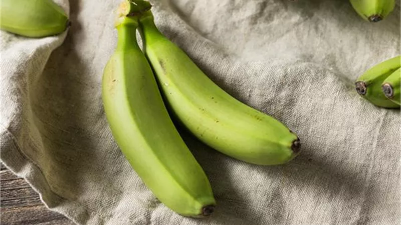 الموز الأخضر أكثر فائدة غذائية من الناضج