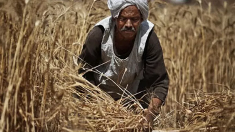 التنمية الزراعية في الصعيد.. تعزيز الزراعة المستدامة والقضاء على الفقر