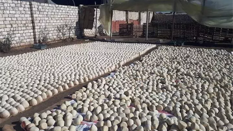 مفاجآت فى واقعة مصنع إنتاج الجبنة بمعجون طلاء الحوائط بالمنوفية.. صــــــور