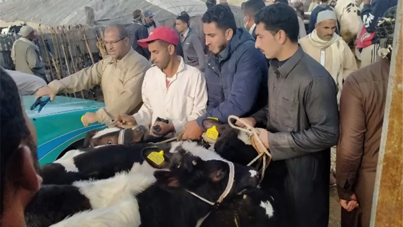 محافظة الاسكندرية تحصد المركز الثاني في تحصين الماشية ضمن الحملة القومية