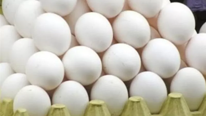 أسعار كرتونة البيض اليوم الثلاثاء 21-12-2021