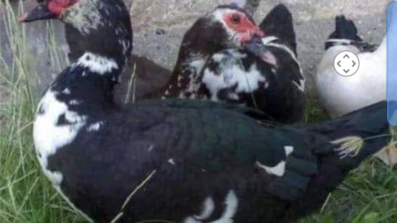 أسعار البط اليوم الجمعة ٢٤ ديسمبر ٢٠٢١