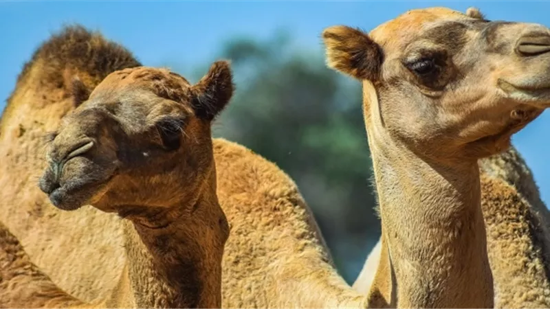 هل أكل لحوم الإبل ينقض الوضوء؟