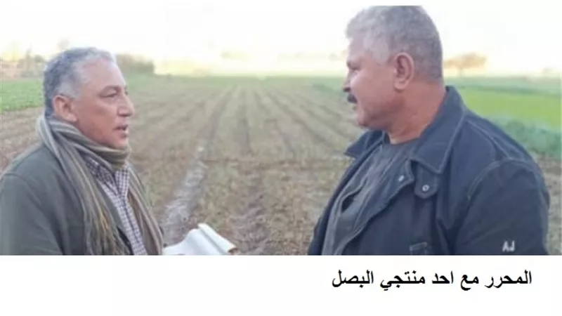 مع بداية موسم زراعة البصل.. المزارعون: ارتفاع أسعار الأسمدة والمبيدات ضاعف التكاليف