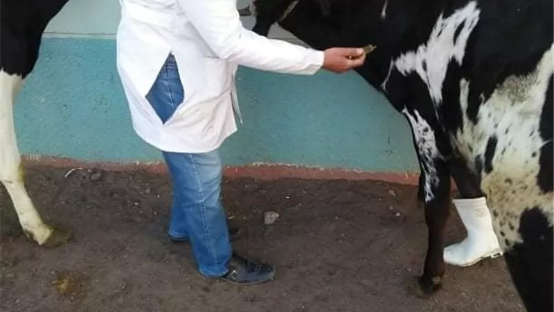 جامعة الزقازيق توجه قافلة بيطرية لقرية الدميين مركز فاقوس