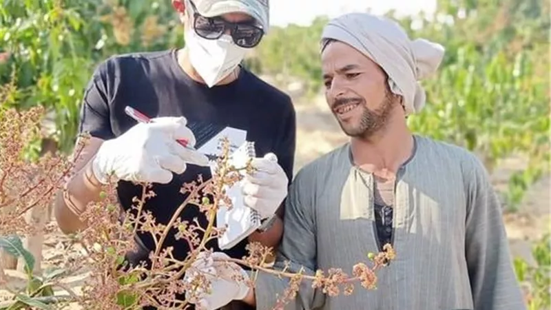 أستاذ الفاكهة بجامعة القناة يقدم هامة لمزارعي المانجو خلال شهري يناير وفبراير
