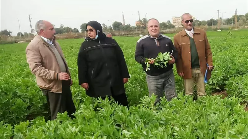 مدرسة حقلية عن محصول الفول البلدي ببنى سويف