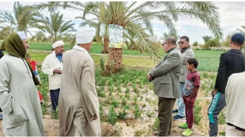 بحوث الصحراء: تنفيذ 100 مدرسة حقلية بالوادي الجديد