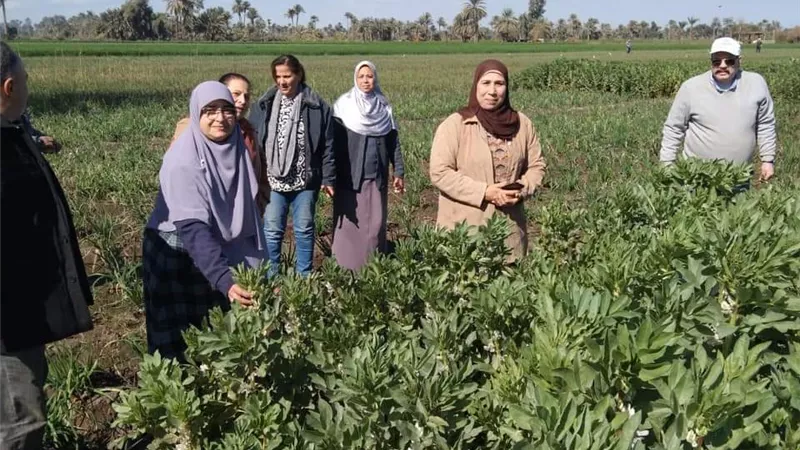 متابعة الحقول الزراعيه في اهناسيا