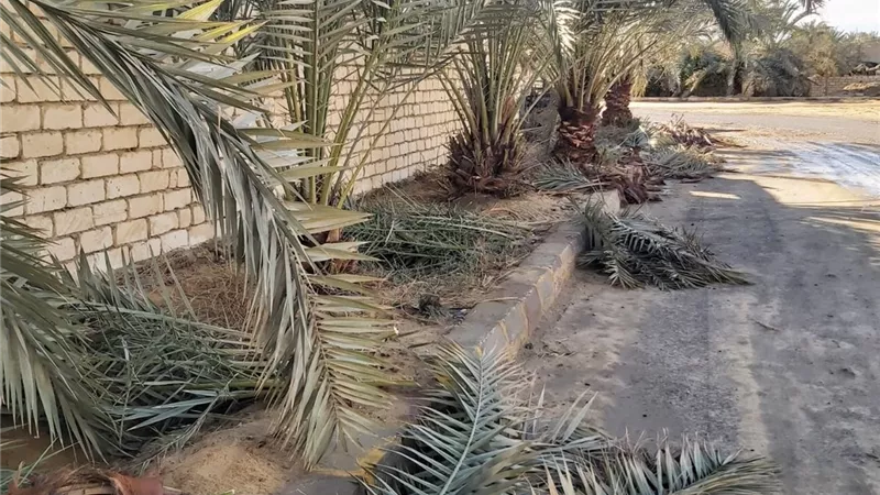 سيوة تتجمل لإنطلاق المهرجان الخامس للتمور..صور