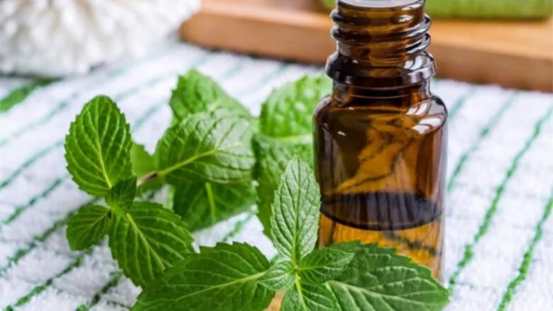 زيت النعناع يعالج الصداع في لحظات