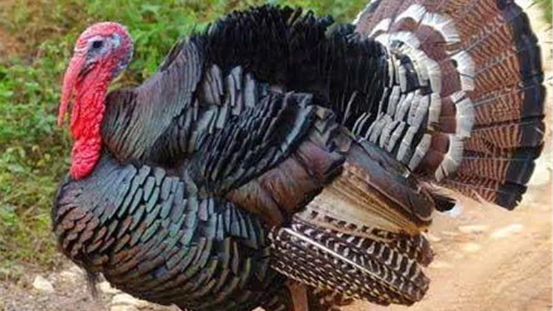 أسعار الرومي اليوم الثلاثاء 18-1-2022