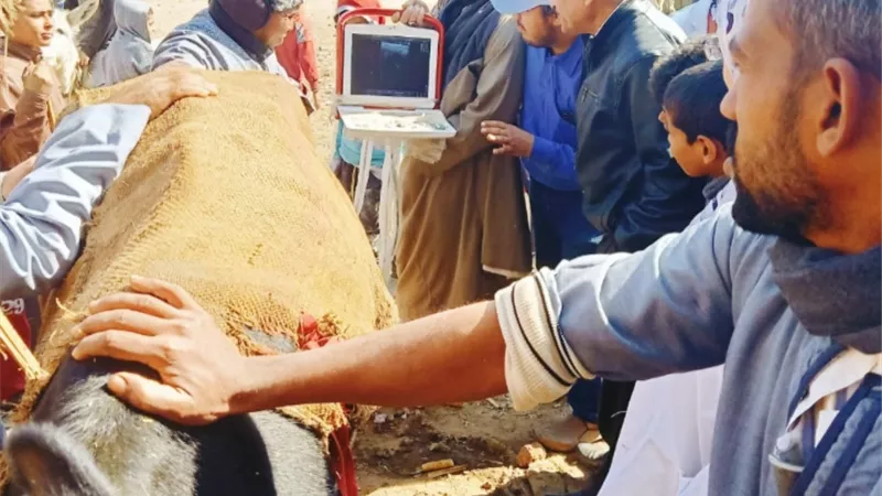 محافظ أسيوط: استمرار القوافل البيطرية بالقرى وتستهدف قرية بوق بالقوصية ضمن فعاليات المبادرة الرئاسية 