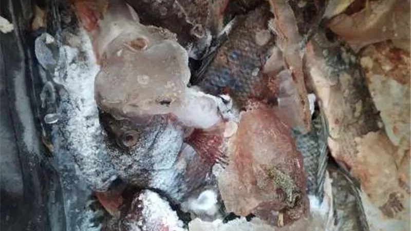 ضبط لحوم وأسماك مجهولة المصدر خلال حملات على المحال التجارية والجزارة بمنيا القمح