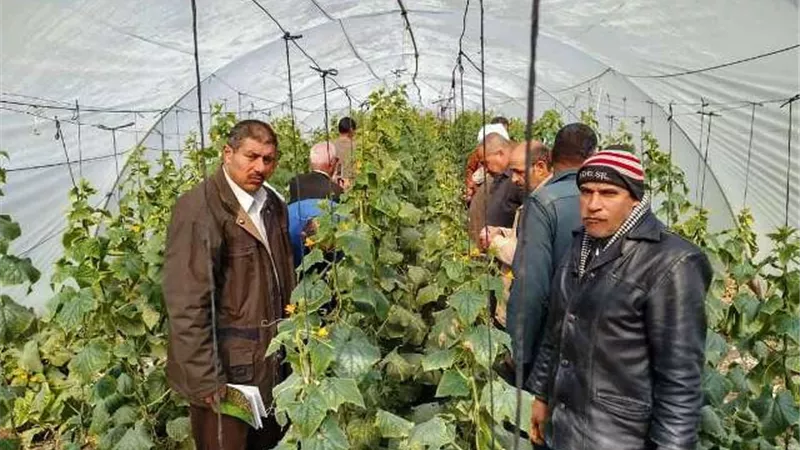 مدرسة حقلية عن زراعة محصول المانجو والخيار فى الزقازيق.. بالصور