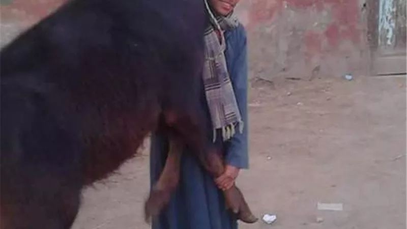 شاب صعيدى .. يروض الجاموس على الأكروبات .. صور