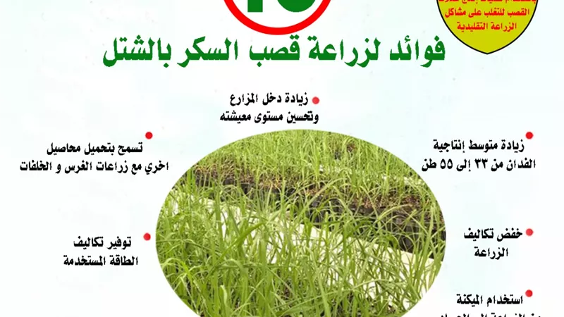 تعرف على اهمية المشروع القومي للتحول لزراعة قصب السكر بنظام الشتل.. انفوجراف