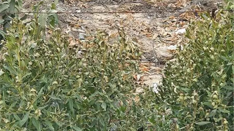كيف يؤثر الصقيع على محصول مانجو الإسماعيلية2022..صور