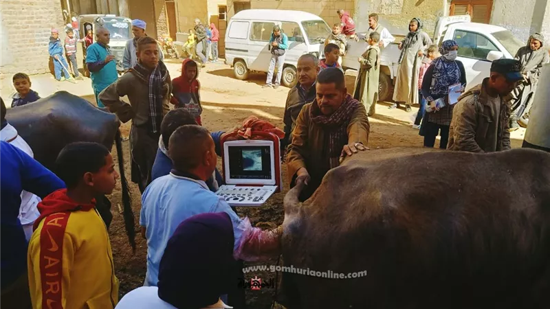 محافظ أسيوط: قافلة بيطرية مجانية بقرية بنى زيد الاكراد بمركز الفتح استمراراً لخطة القوافل البيطرية بالقرى