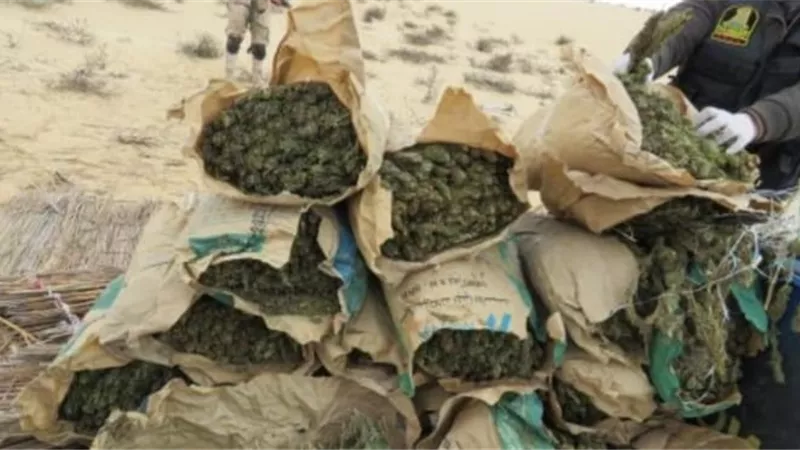 ضبط 2500 كيلو بانجو و100 كيلو بذور القنب المخدر خلال حملة مكبرة بالإسماعيلية
