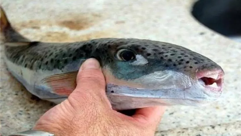 ظهور سمكة الأرنب السامة بسواحل الجزائر
