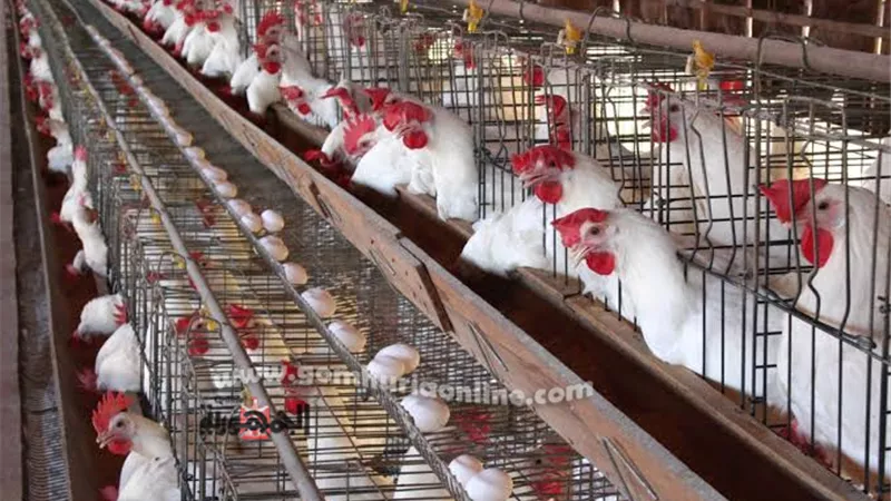 أسعار الدواجن اليوم السبت 29-1-2022 فى مصر