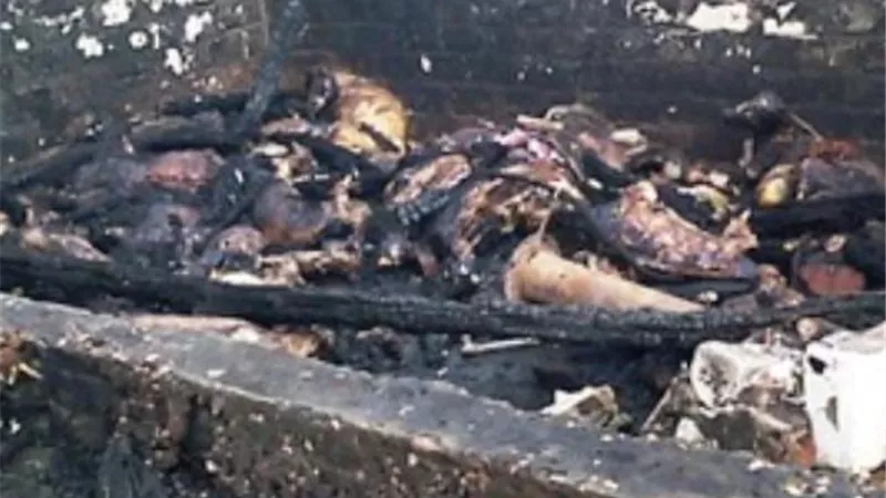 عاطل يشعل النيران في حظيرتين للمواشي بسبب خلافات الميراث بطوخ