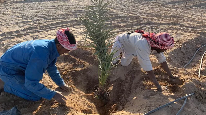 بالصور .. زراعة افخم انواع النخيل بالشلاتين