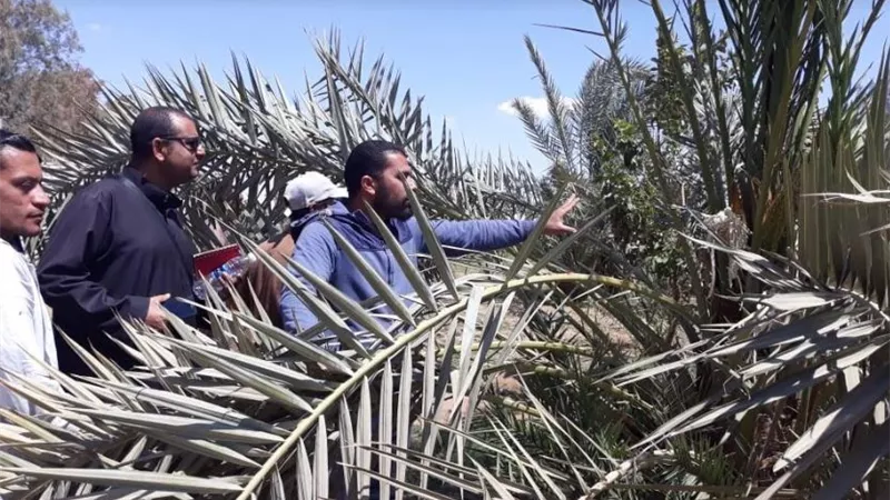 المعمل المركزي للنخيل ينظم يوم حقل بالواحات البحرية .. صور