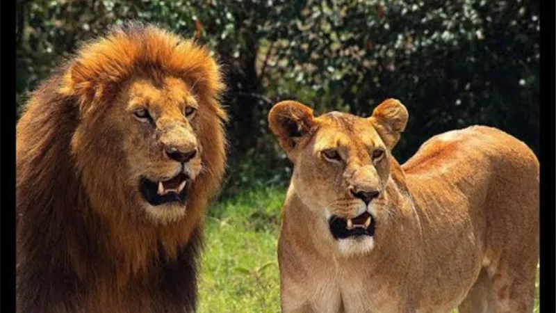 هربت من الاسود فى الغابة .. فحاصرتها التماسيح فى النهر.. فيديو