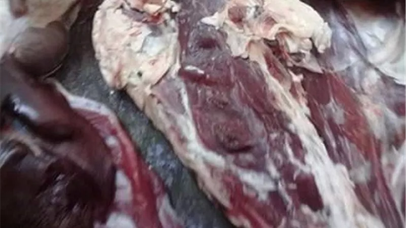 ضبط لحوم مذبوحة خارج المجازر الحكومية في الإسماعيلية .صور