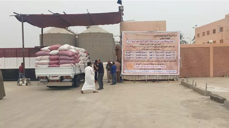 بدء موسم توريد القمح ببنى سويف