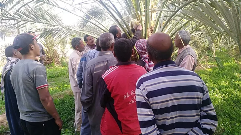الحملة القومية لمكافحة سوسة النخيل تواصل عملها في الواحات البحرية