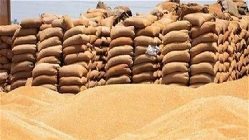 توريد 295 طنا من القمح لـ 3 صوامع بالشرقية