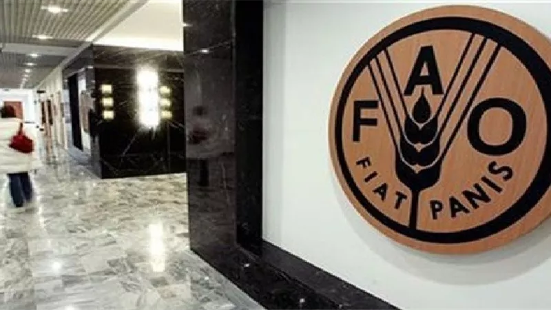 الفاو تسلم رؤوس تيوس للمستفيدين بمطروح للتنمية