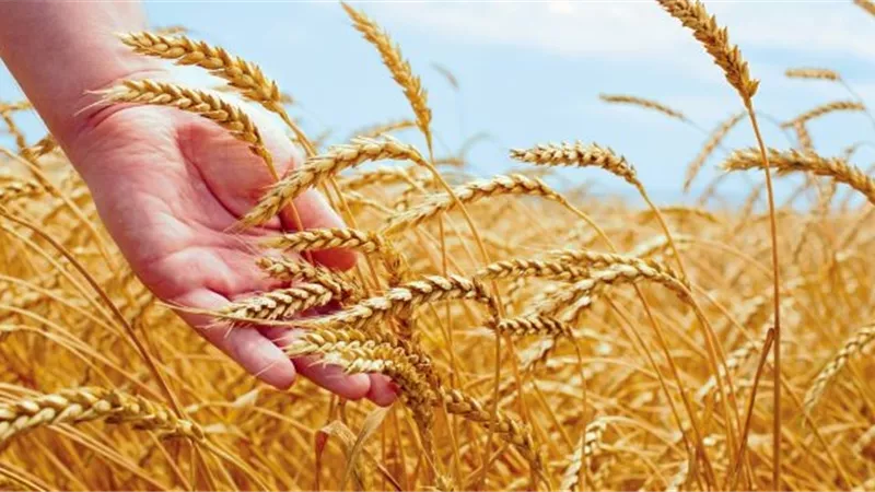 الزراعة: توريد 385 ألف طن قمح لشركات المطاحن والبنك الزراعي والمصرية القابضة