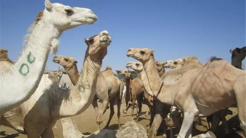 البنت زي الولد.. لأول مرة فتيات يروضن الجمال فيديو