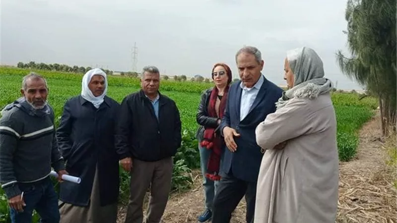 نجاح زراعة بنجر السكر في الإسماعيلية ..صور