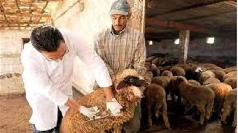انطلاق حملة التطعيم ضد الجلد العقدي وجدري الأغنام في الإسماعيلية