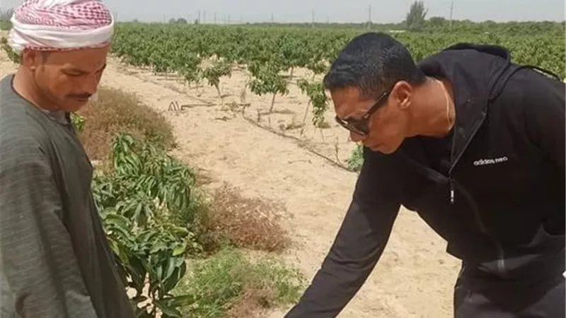 خبير الفاكهة بالإسماعيلية يقدم توصيات هامة لمزارعي المانجو بعد الصقيع