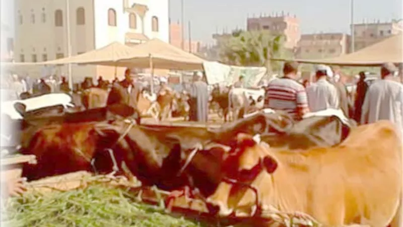 انتشار الأسواق العشوائية .. صداع في رأس مسئولي الشرقية