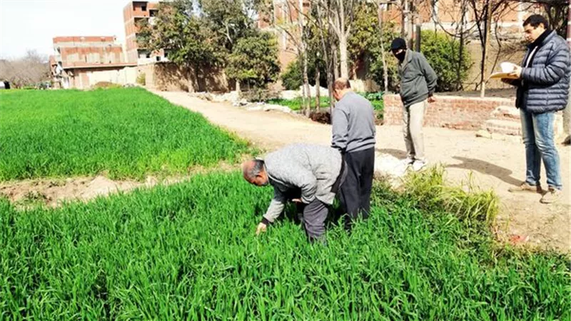 مدير زراعة الإسماعيلية يتفقد محاصيل القمح والذرة..صور