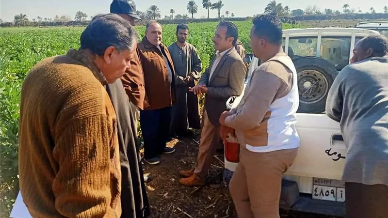 المرور علي زراعات القمح والفول البلدى ببنى سويف