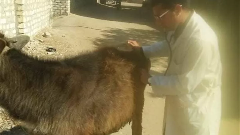 جامعة الزقازيق توجه قافلة بيطرية لقرية العباسة بمركز أبوحماد