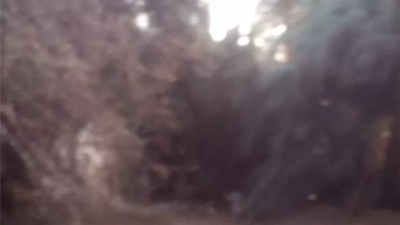 اهالى نجع الكلحى بقوص يطالبون بإزالة الأشجار لمنع حدوث الحرائق