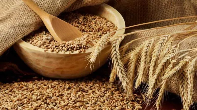5 توصيات من الزراعة بشأن محصولي القمح والفول البلدي خلال فبراير