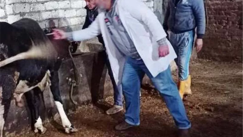 بيطرى الشرقية يُحصن 76 ألفا و490 رأس ماشية من الجلد العقدى.. بالصور