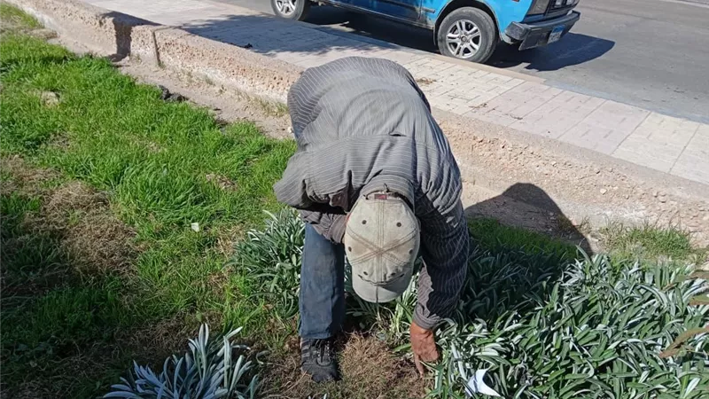رفع كفاءة الحدائق بحي غرب الأسكندرية..صور