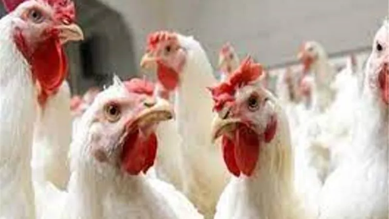 أسعار الدواجن اليوم الجمعة 11-2-2022